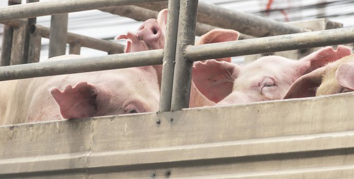 Pigs on truck way to slaughterhouse for food. The sad sight of pigs.