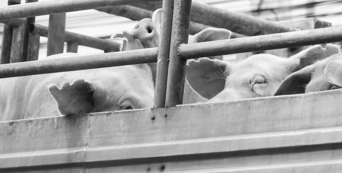 Pigs on truck way to slaughterhouse for food. The sad sight of pigs.