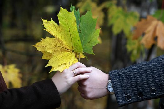 Bunch of maple leaves in the hands of lovers