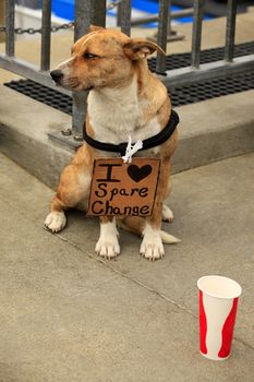 The sad lonely dog on street