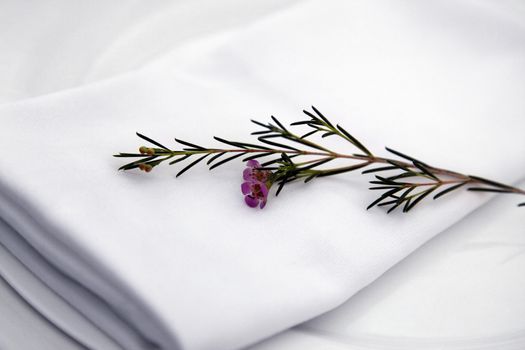 Fresh green herb rosemary on white background.