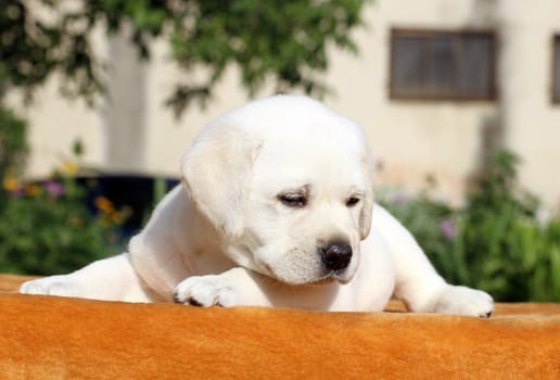 little yellow labrador puppy sitting on orange background