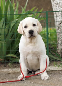 little cute yellow labrador puppy sitting n the garden