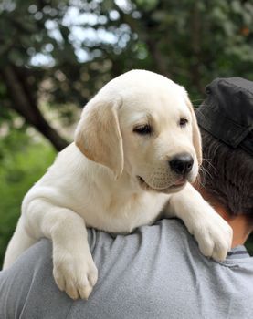 the little yellow labrador puppy a shoulder of a man