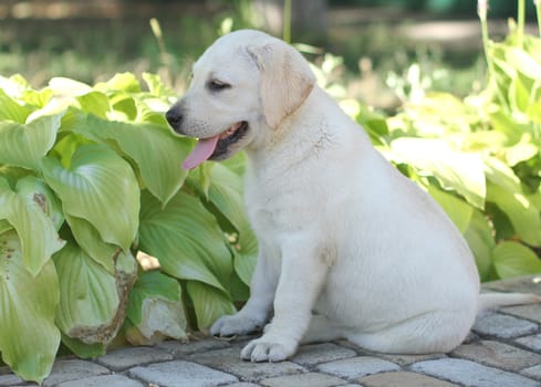 the little cute yellow labrador puppy sitting n the garden