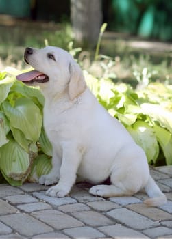 a little cute yellow labrador puppy sitting n the garden