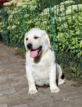 the nice little cute yellow labrador puppy sitting n the garden