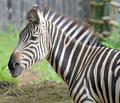 Closeup on beautiful zebra's head