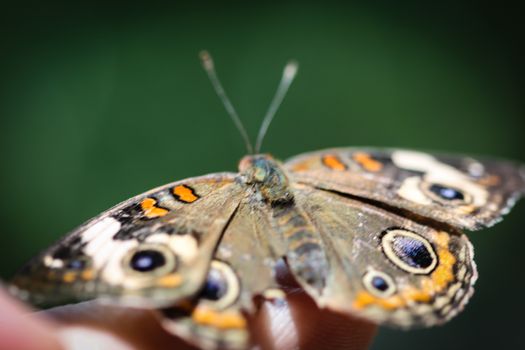 A colorful Common Buckeye Junonia Coenia butterfly.