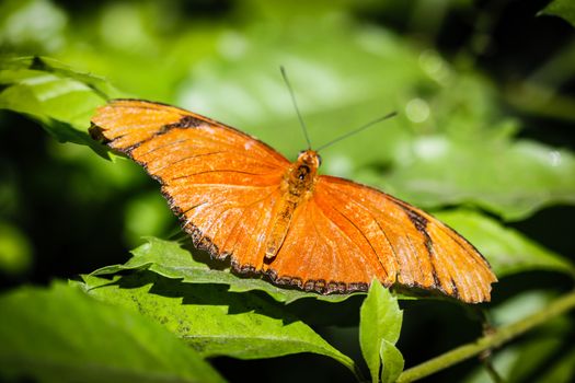 A colorful Julia Heliconian Dryas Julia butterfly.