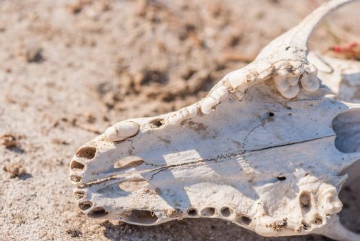 Old dog skull left in the grass