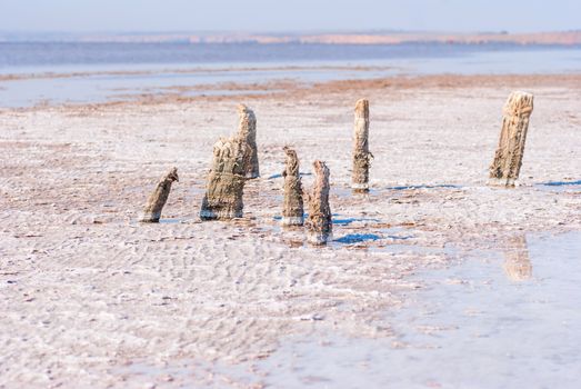 Petrified tree stubs on the bank of the salty lake, Kuyalnik, Ukraine. Global warming, climate change