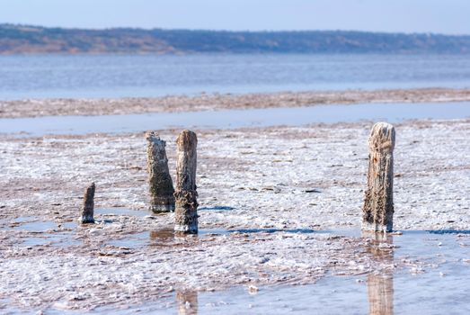 Petrified tree stubs on the bank of the salty lake, Kuyalnik, Ukraine. Global warming, climate change
