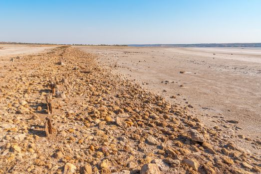 Petrified tree stubs on the bank of the salty lake, Kuyalnik, Ukraine. Global warming, climate change