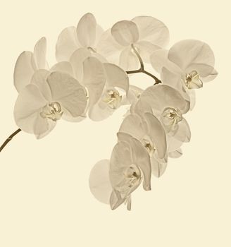 Flowering branch of white orchids on a white background