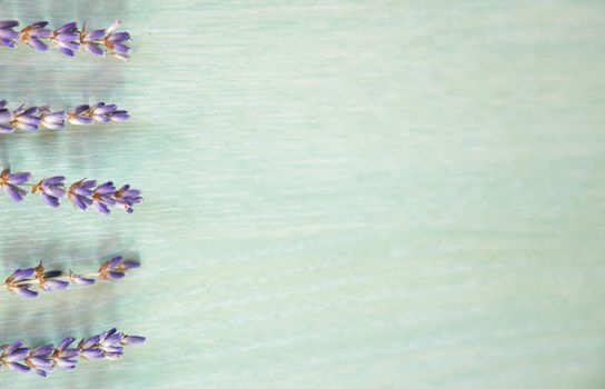 Bunch of lavande on blue background, flowers and plants, France