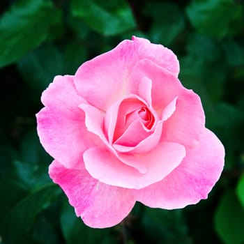 gorgeous rose bud against the dark leaves