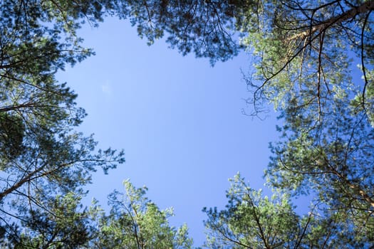 Nature background of contifer trees tops look-up to blue sky
