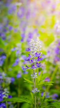 The background image of the colorful flowers, background nature