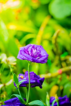Some purple yellow roses in the garden, nature background