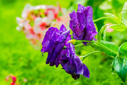 Some purple yellow roses in the garden, nature background