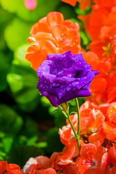 Some purple yellow roses in the garden, nature background