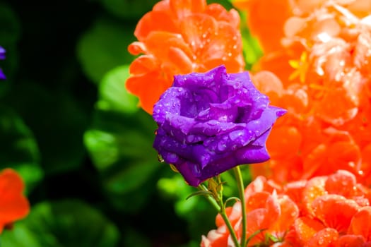 Some purple yellow roses in the garden, nature background