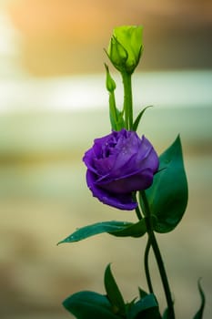 Some purple yellow roses in the garden, nature background