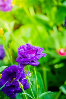 Some purple yellow roses in the garden, nature background