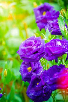 Some purple yellow roses in the garden, nature background