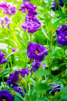 Some purple yellow roses in the garden, nature background