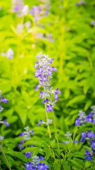 The background image of the colorful flowers, background nature