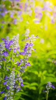 The background image of the colorful flowers, background nature