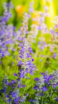 The background image of the colorful flowers, background nature