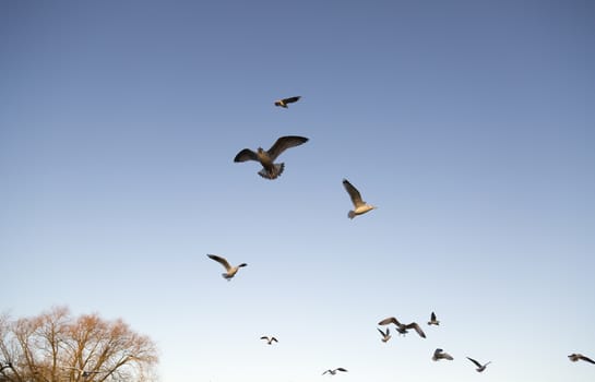 Seagulls Flying Away with a clear blue sky.