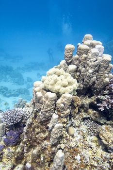 Coral reef with hard coral at the bottom of tropical sea, underwater