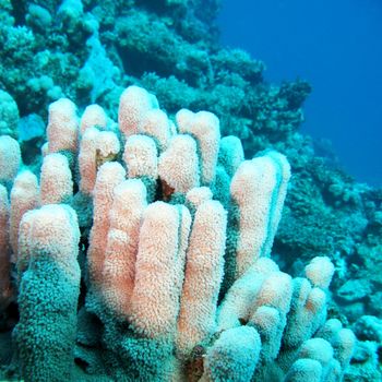 Coral reef with soft coral in tropical sea, underwater.