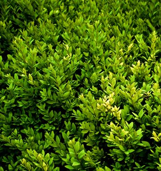 Background of Evergreen Shrub Plants closeup Outdoors. Selective Focus