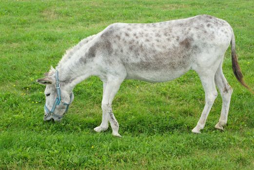 gray donkey eating grass in a field