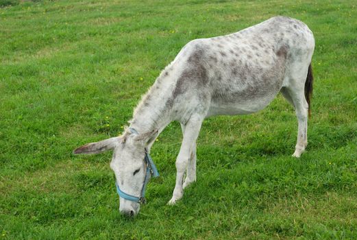 jackass donkey grazing in green field full view