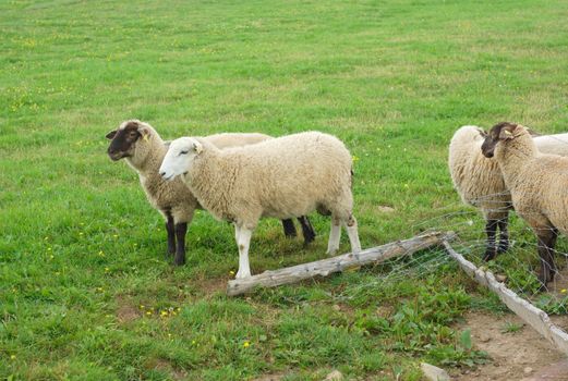 many sheeps standing in a green field