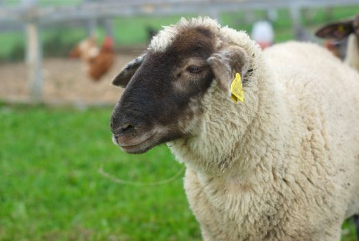 sheep in enclosure, black head white fur green field