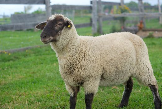 sheep in enclosure, black head white fur green field