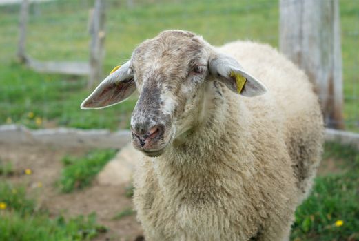 white sheep portrait at the farm
