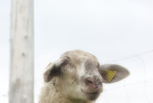 sheep looking at camera on white background