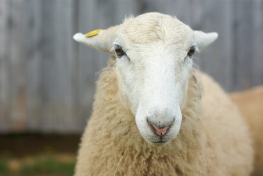 white sheep portrait face close up at the farm