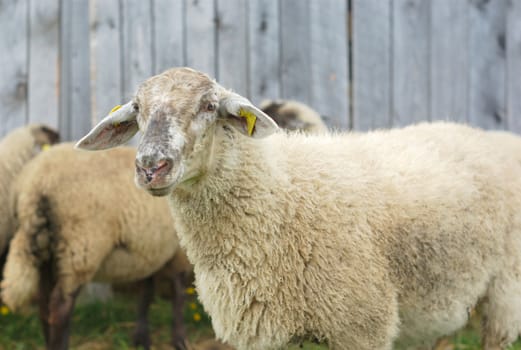 white sheeps in front of a gray barn