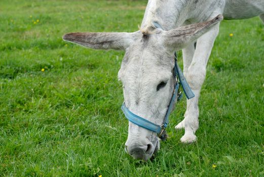 gray jackass donkey grazing in a green field