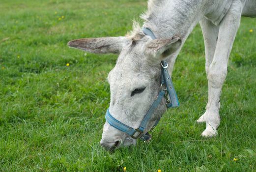jackass donkey head grazing in a field
