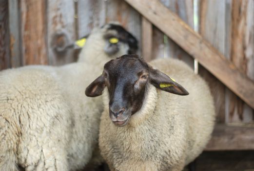 sheeps with black head and white fur into a barn